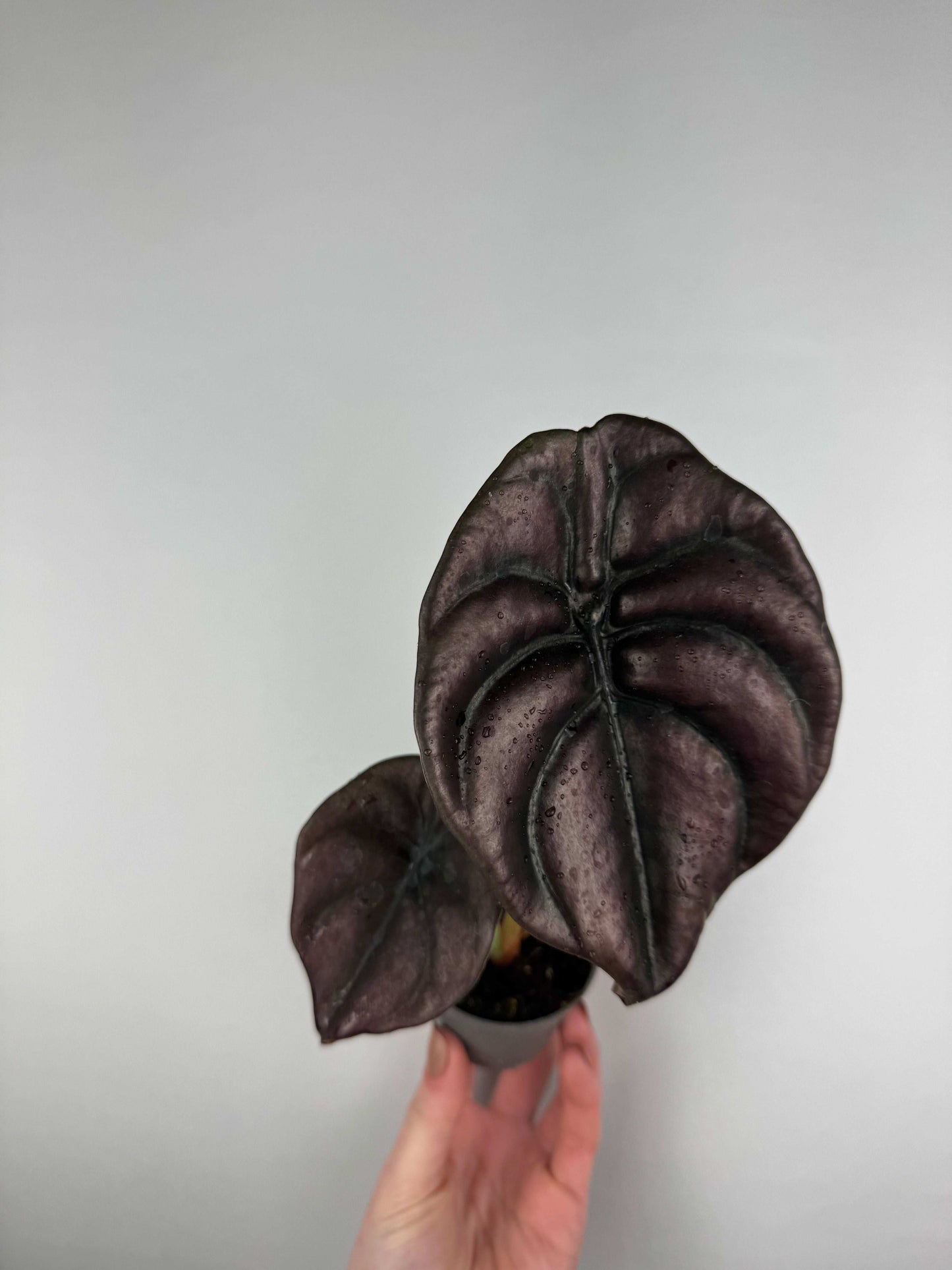 Alocasia Cuprea “Red Secret”