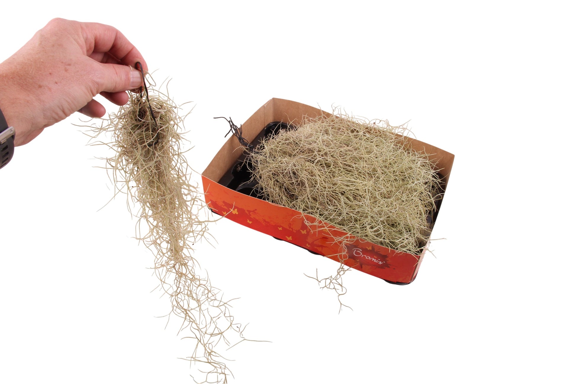 Tillandsia usneoides Tillandsia Tropical Corner