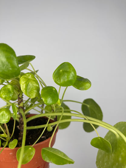 Pilea Peperomioides | Vera