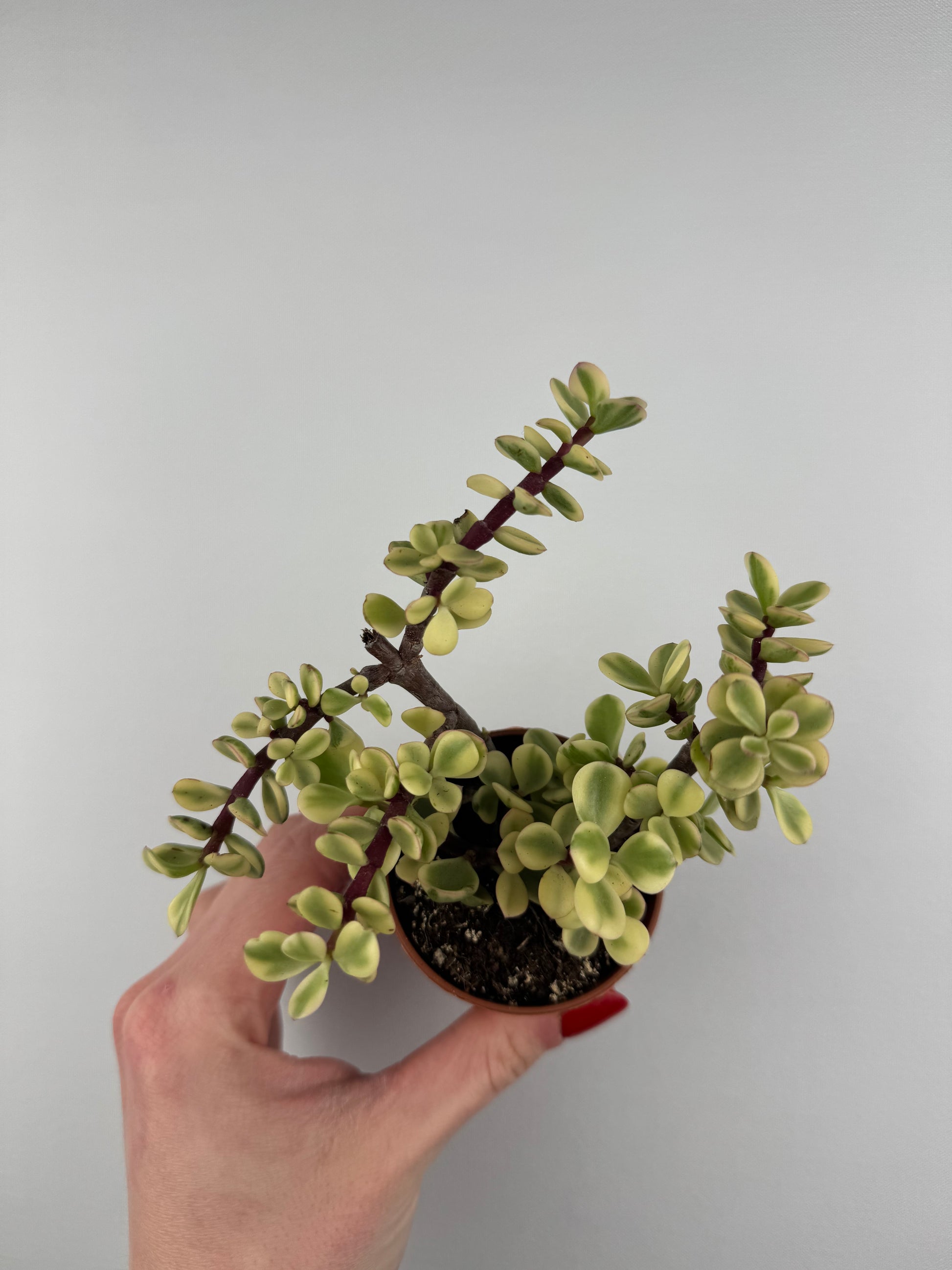 Portulacaria Afra “variegata”