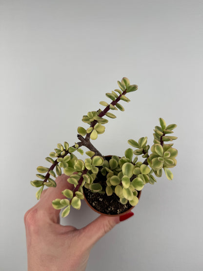 Portulacaria Afra “variegata”