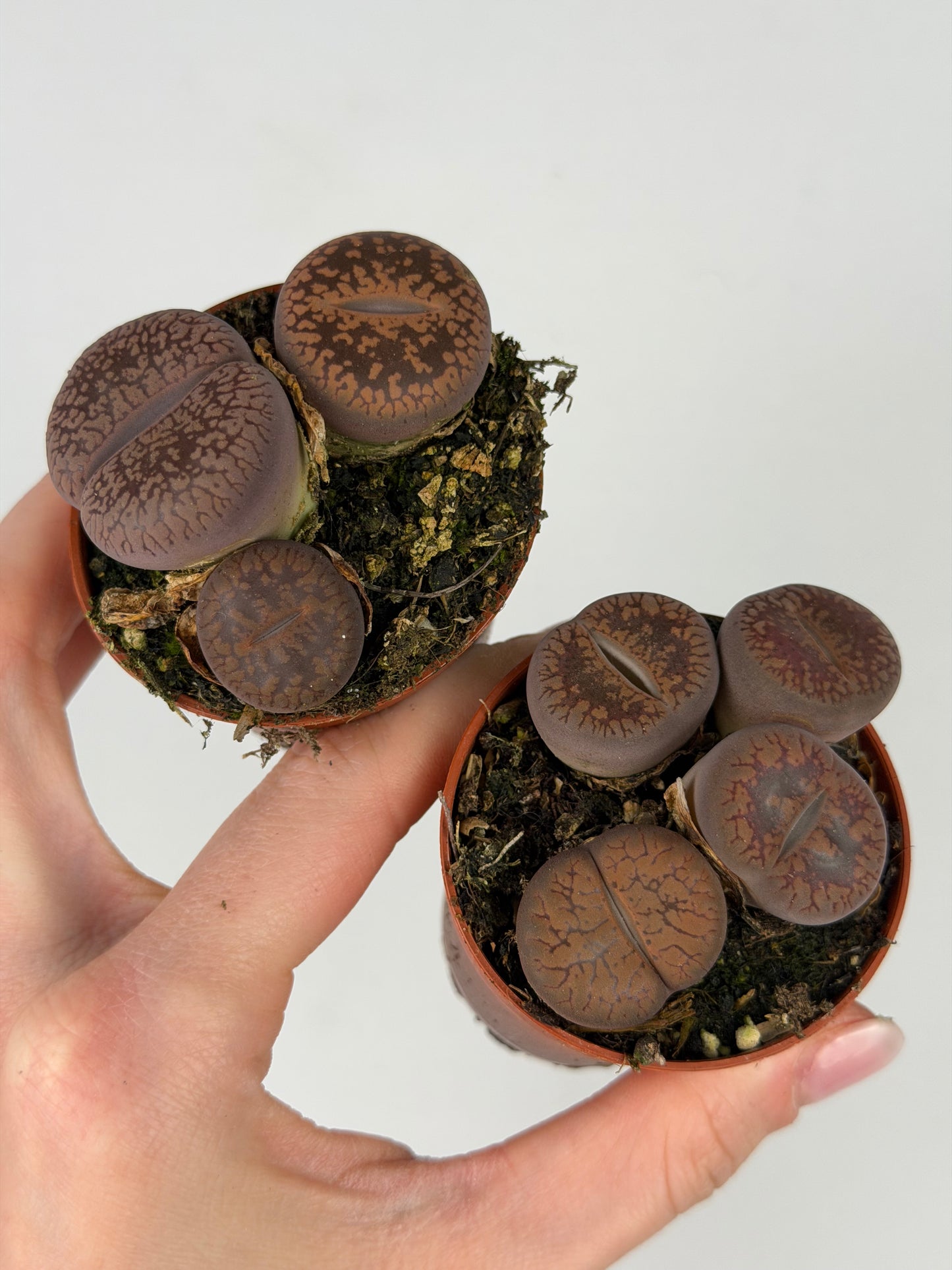 Lithops Tropical Corner