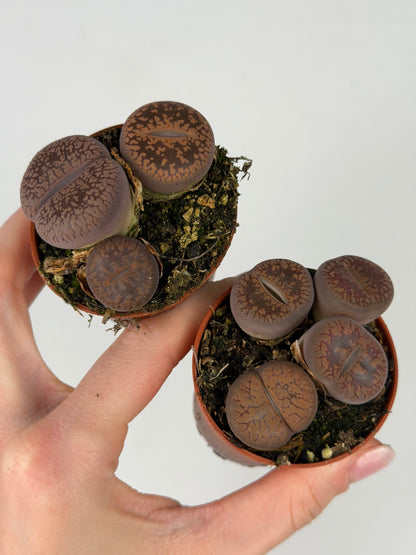 Lithops Tropical Corner
