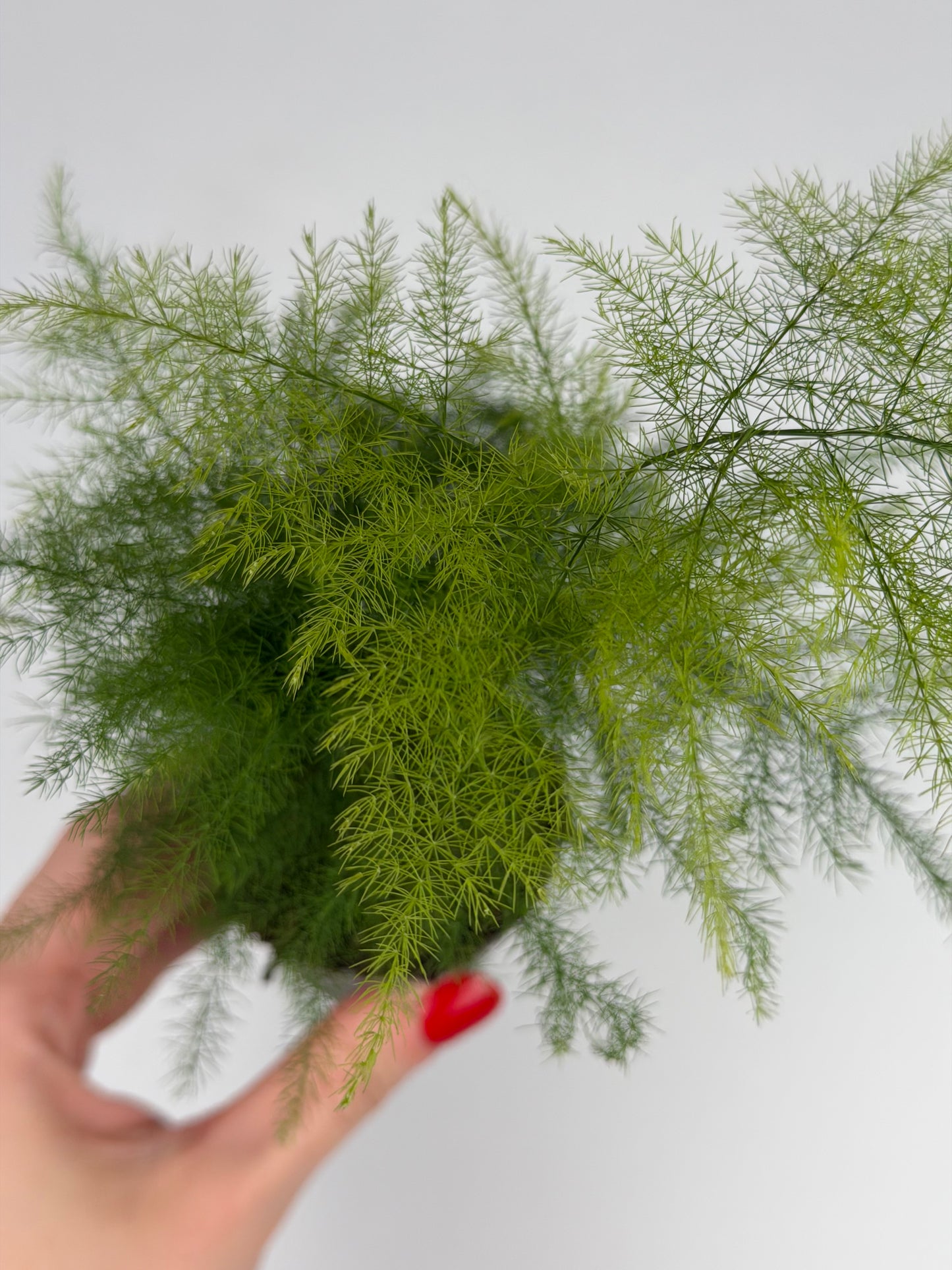 Asparagus Setaceus 'Plumosus' Asparagus Tropical Corner