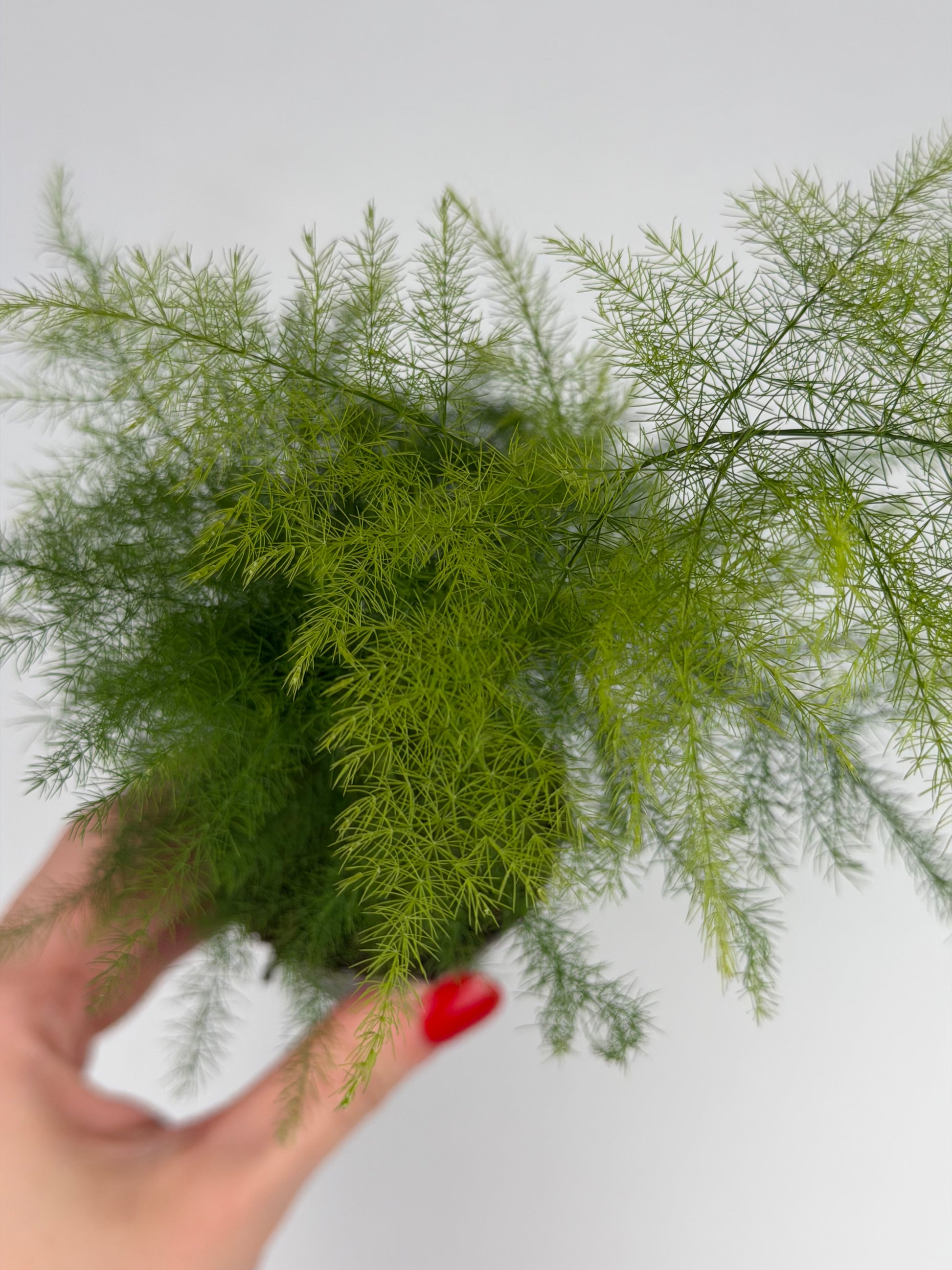 Asparagus Setaceus 'Plumosus' Asparagus Tropical Corner