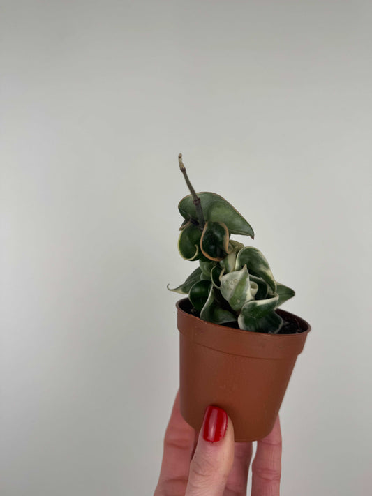 Hoya Compacta variegata