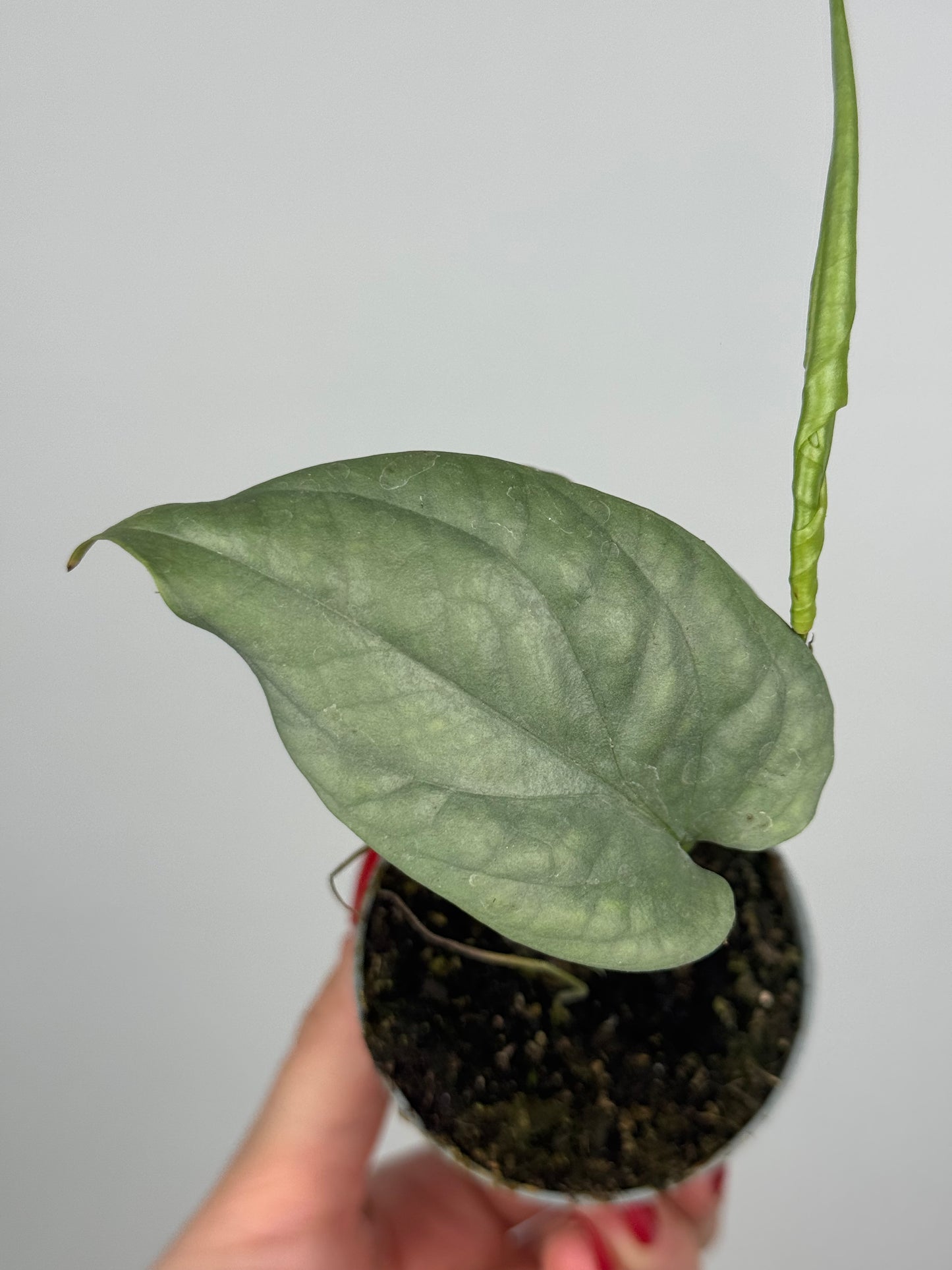 Amydrium Medium Silver