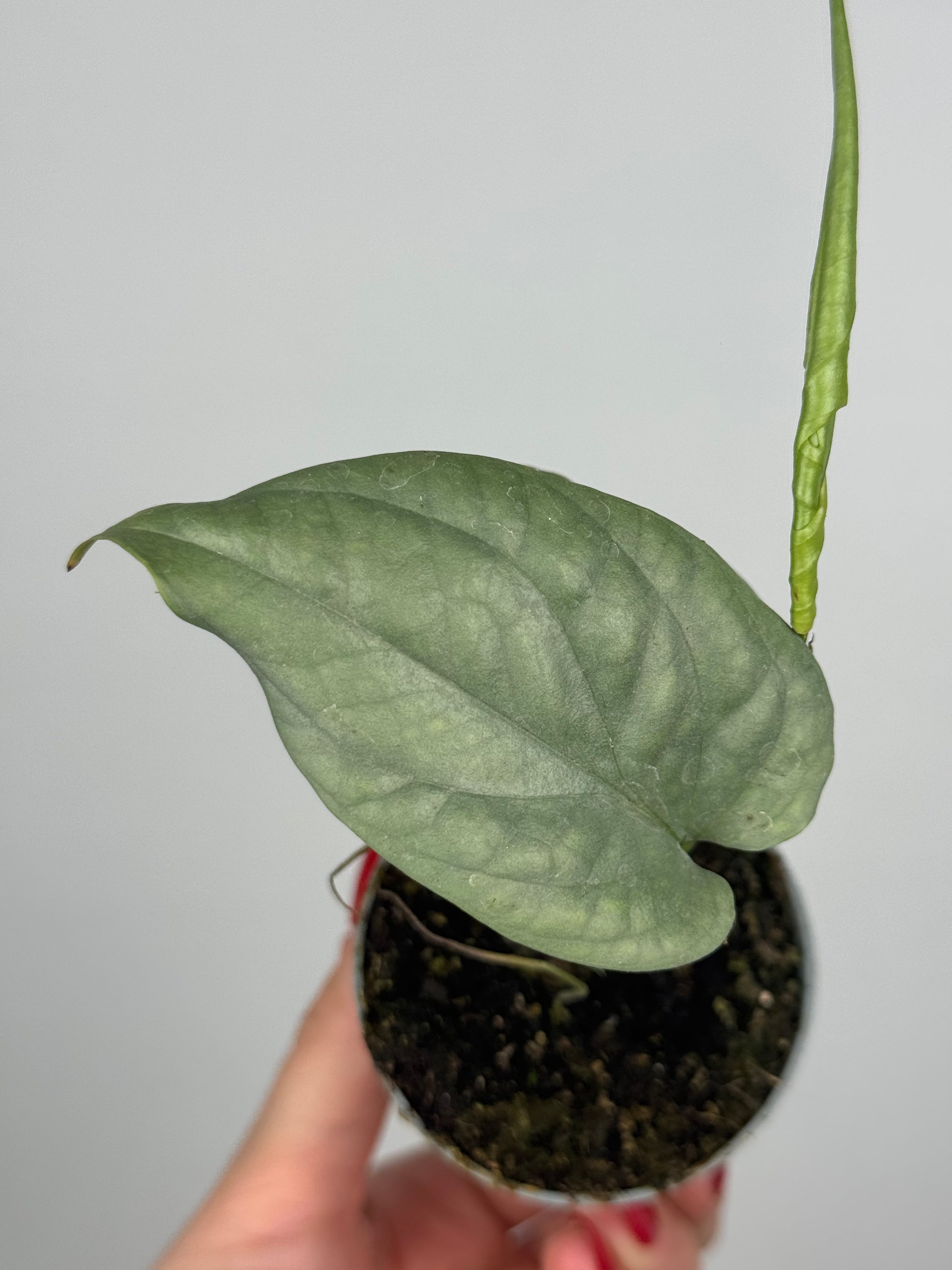 Amydrium Medium Silver