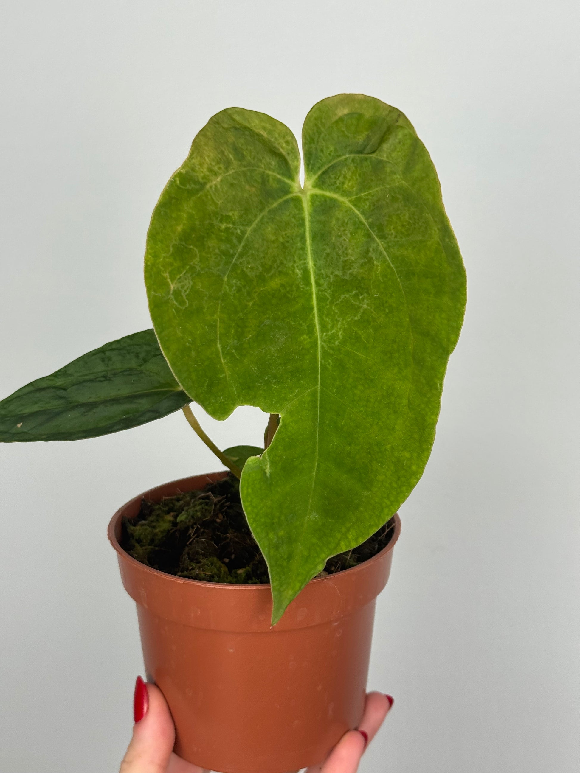 Anthurium Papillilaminum | Enea