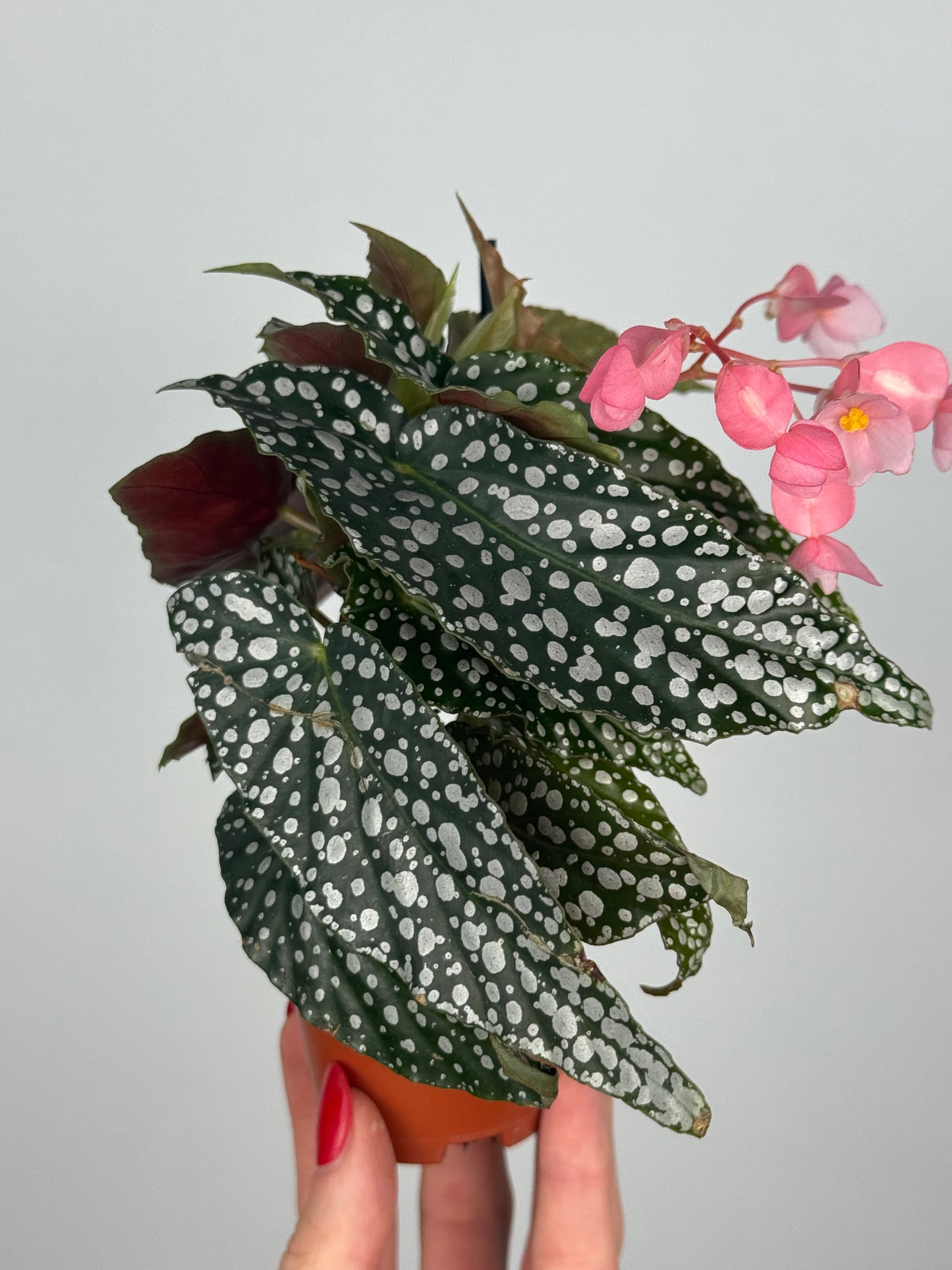 Begonia maculata “Double dot”