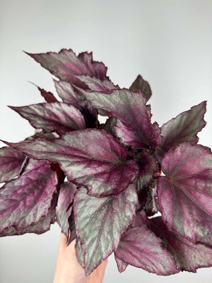 Begonia “Maori Haze”