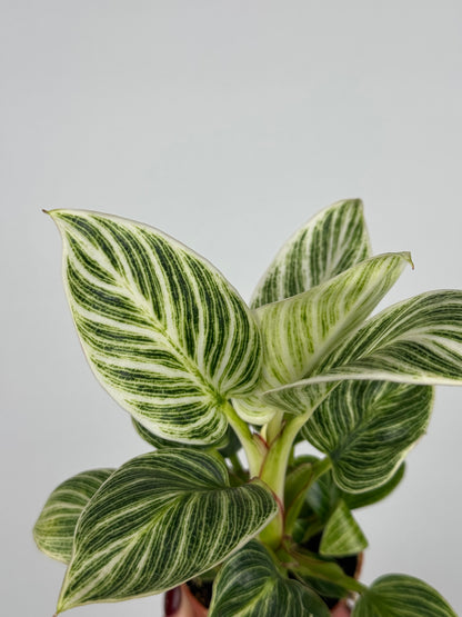 philodendron white veins Philodendron 'White Veins' – Tropical Corner