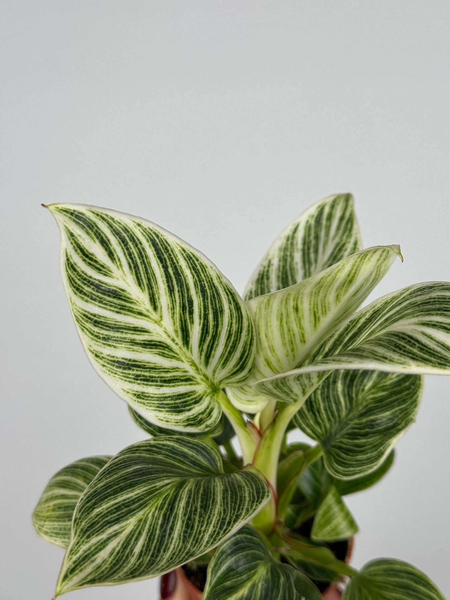 Philodendron 'White Veins'