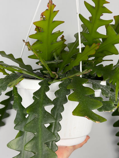 Selenicereus Anthonyanus Epiphyllum Tropical Corner