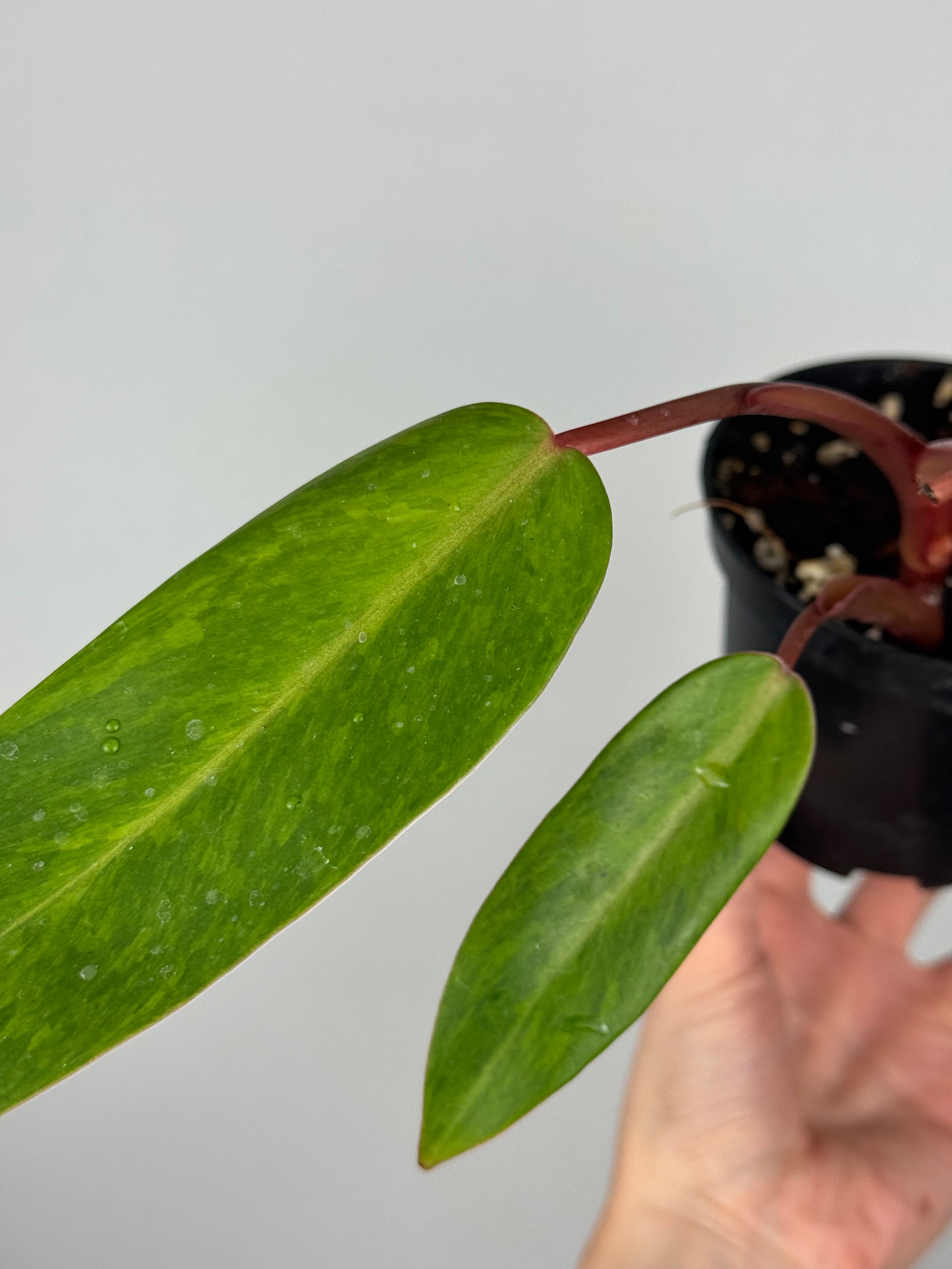 Philodendron Painted Lady | Toto