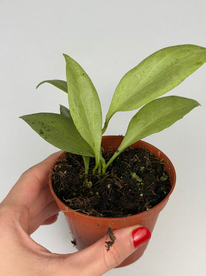Hoya New Guinea Ghost