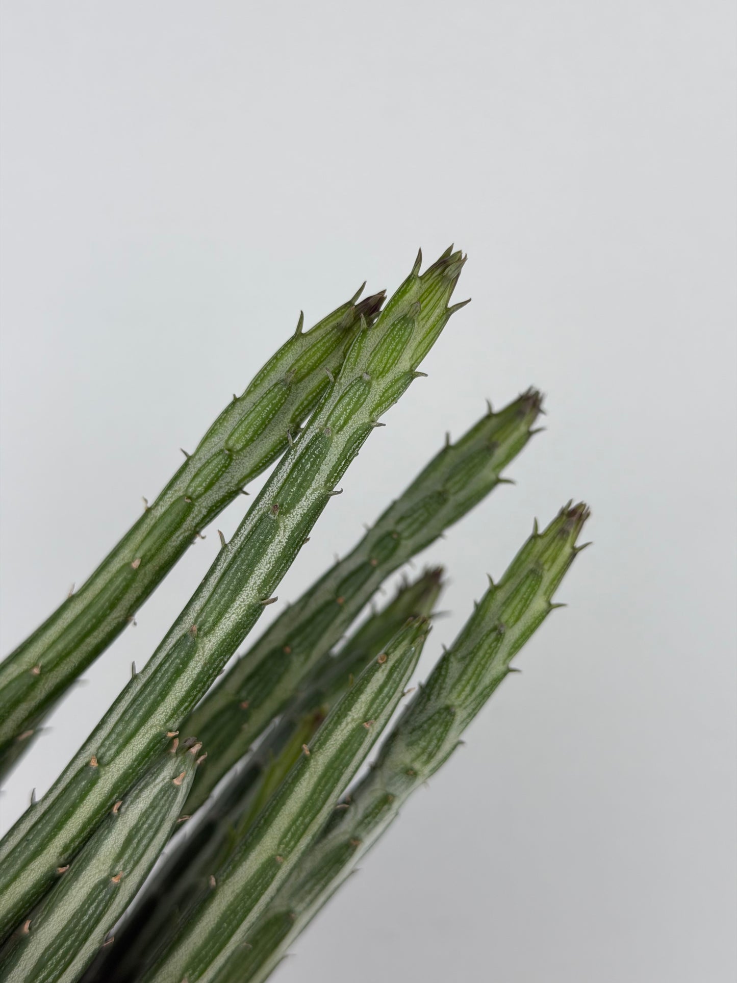 Senecio Stapeliiformis