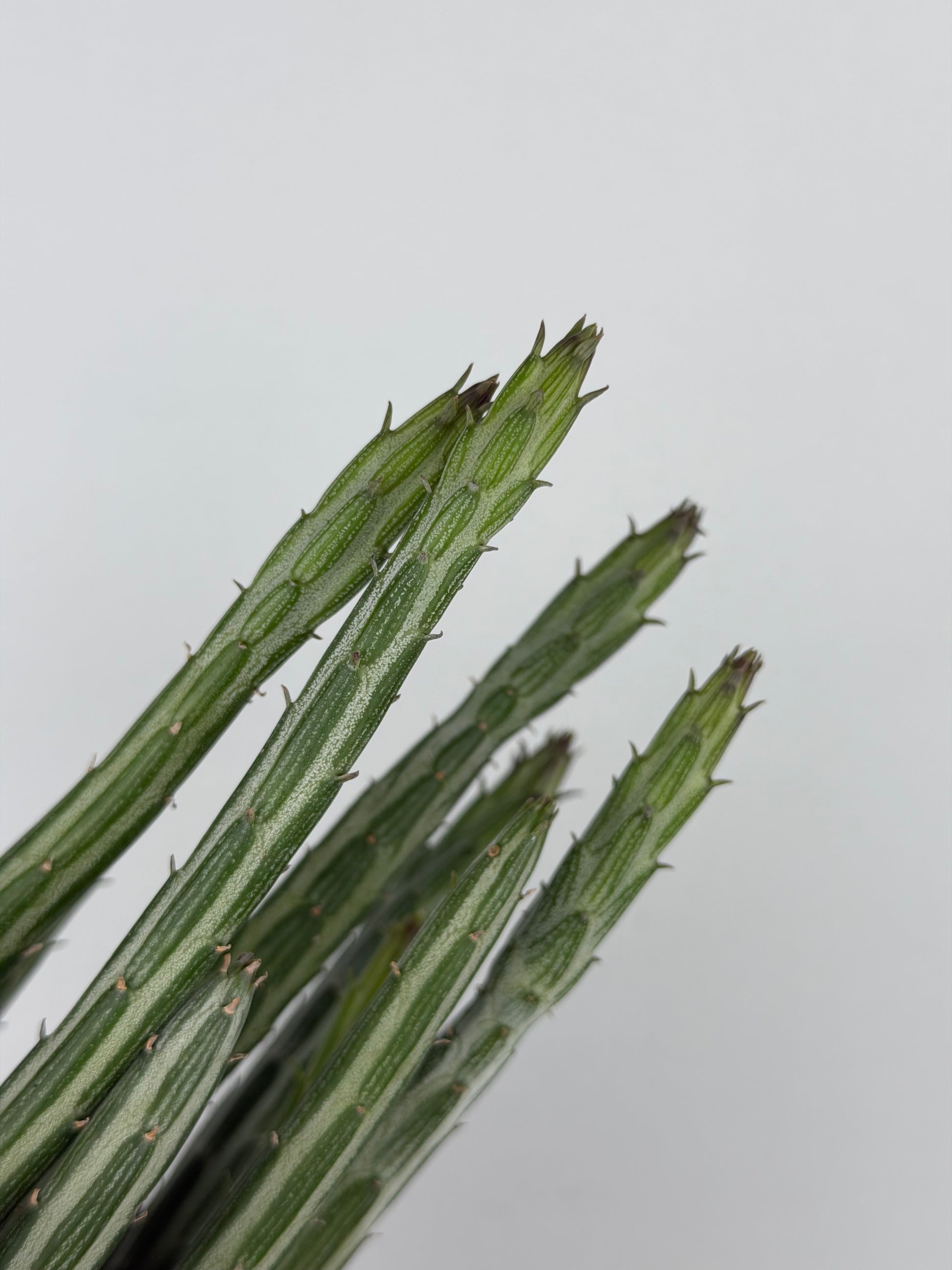Senecio Stapeliiformis