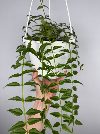 Hoya Bella