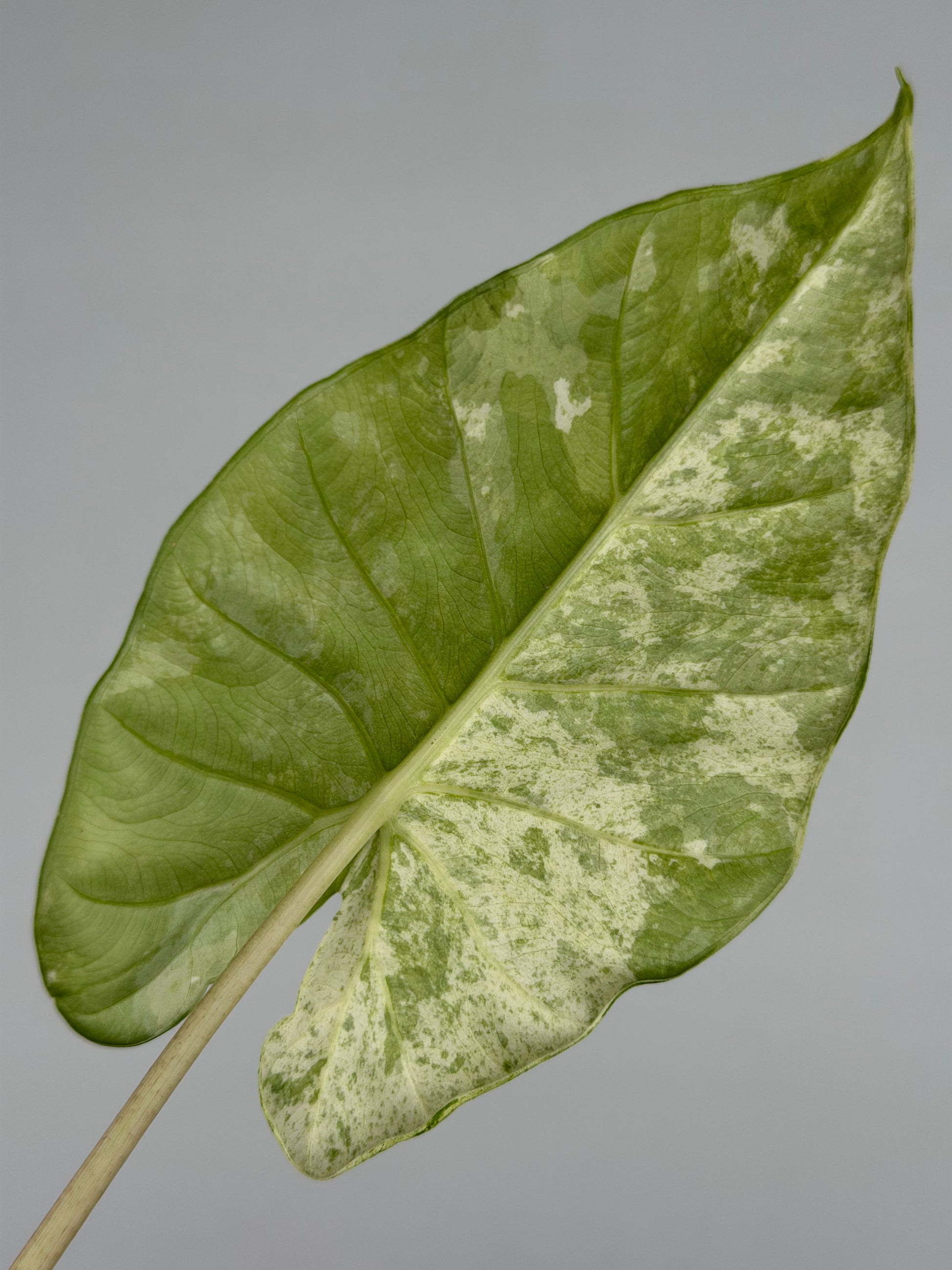Alocasia Macrorrhiza Splash | Moka