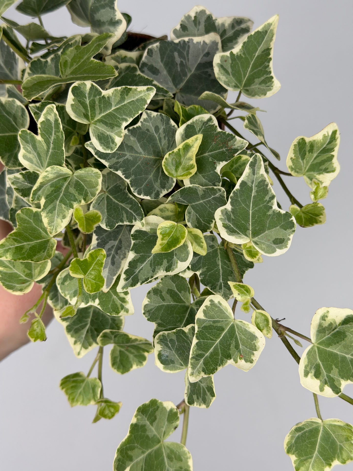 Hedera hel. 'White Wonder' Hedera Tropical Corner