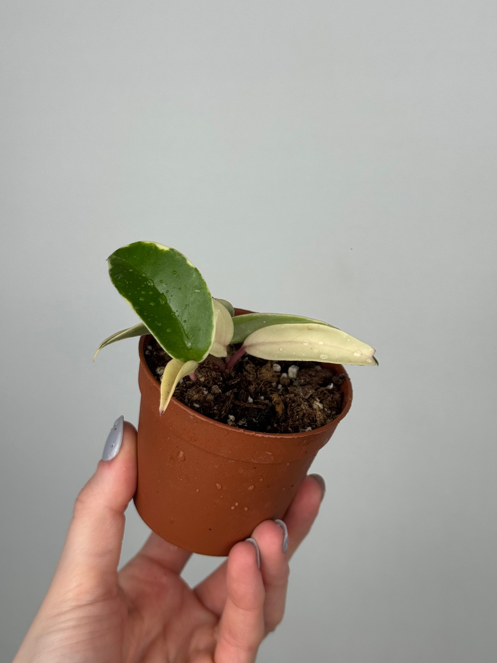 Hoya Krimson Queen | Luna