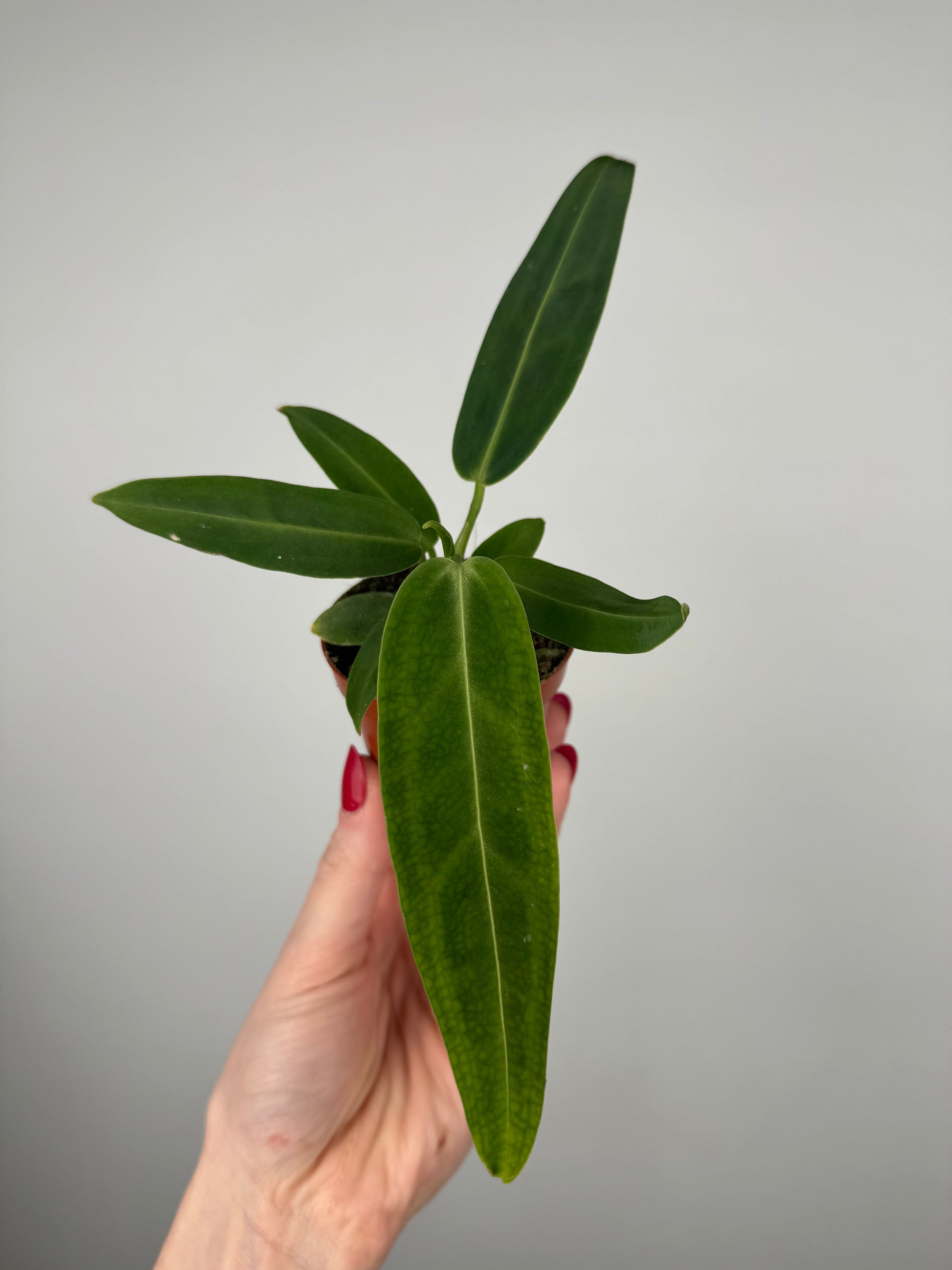 Anthurium Warocqueanum