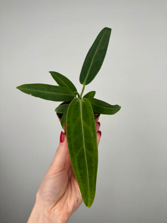 Anthurium Warocqueanum