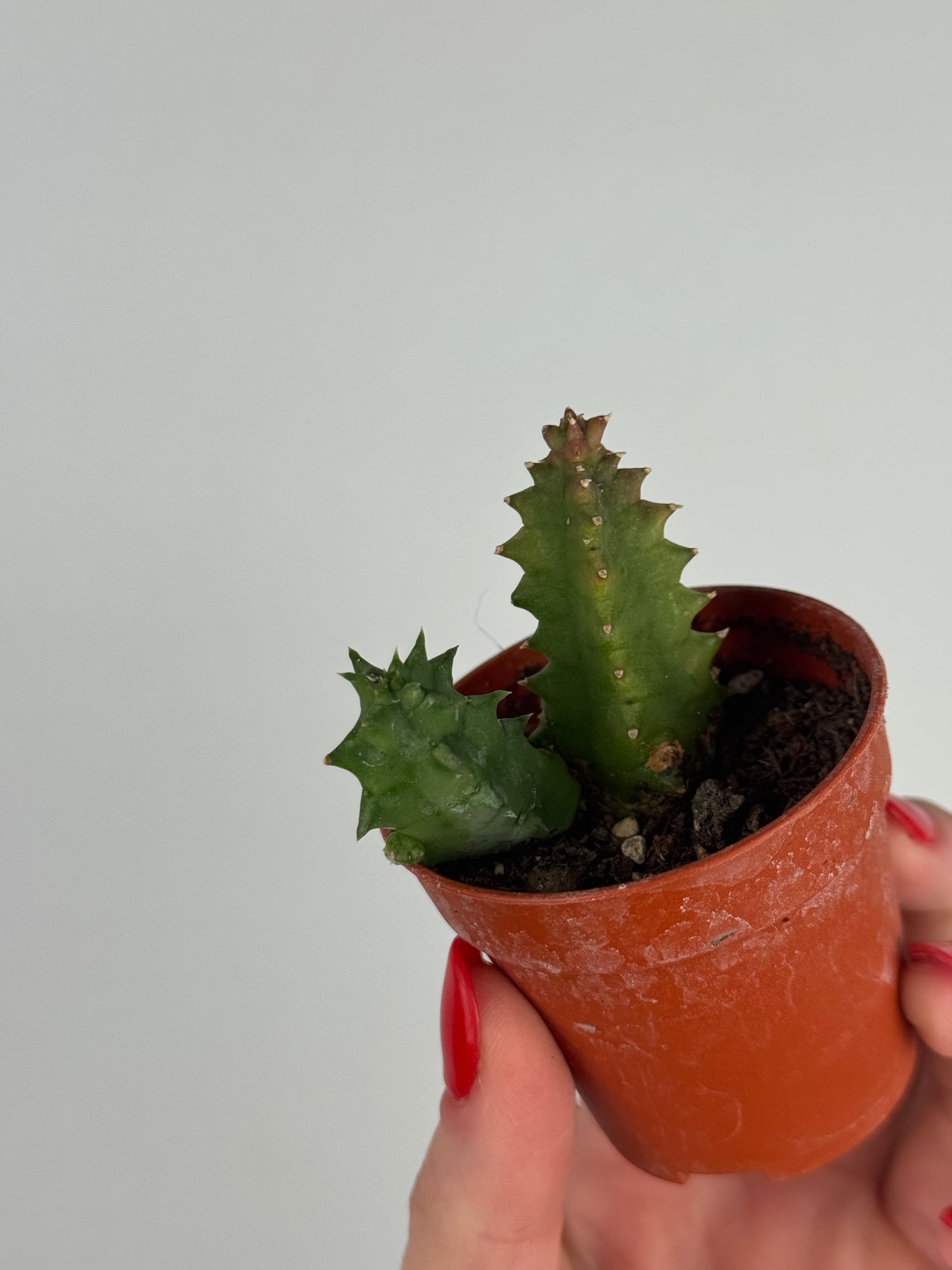 Stapelia Huernia Zebrina | Luma