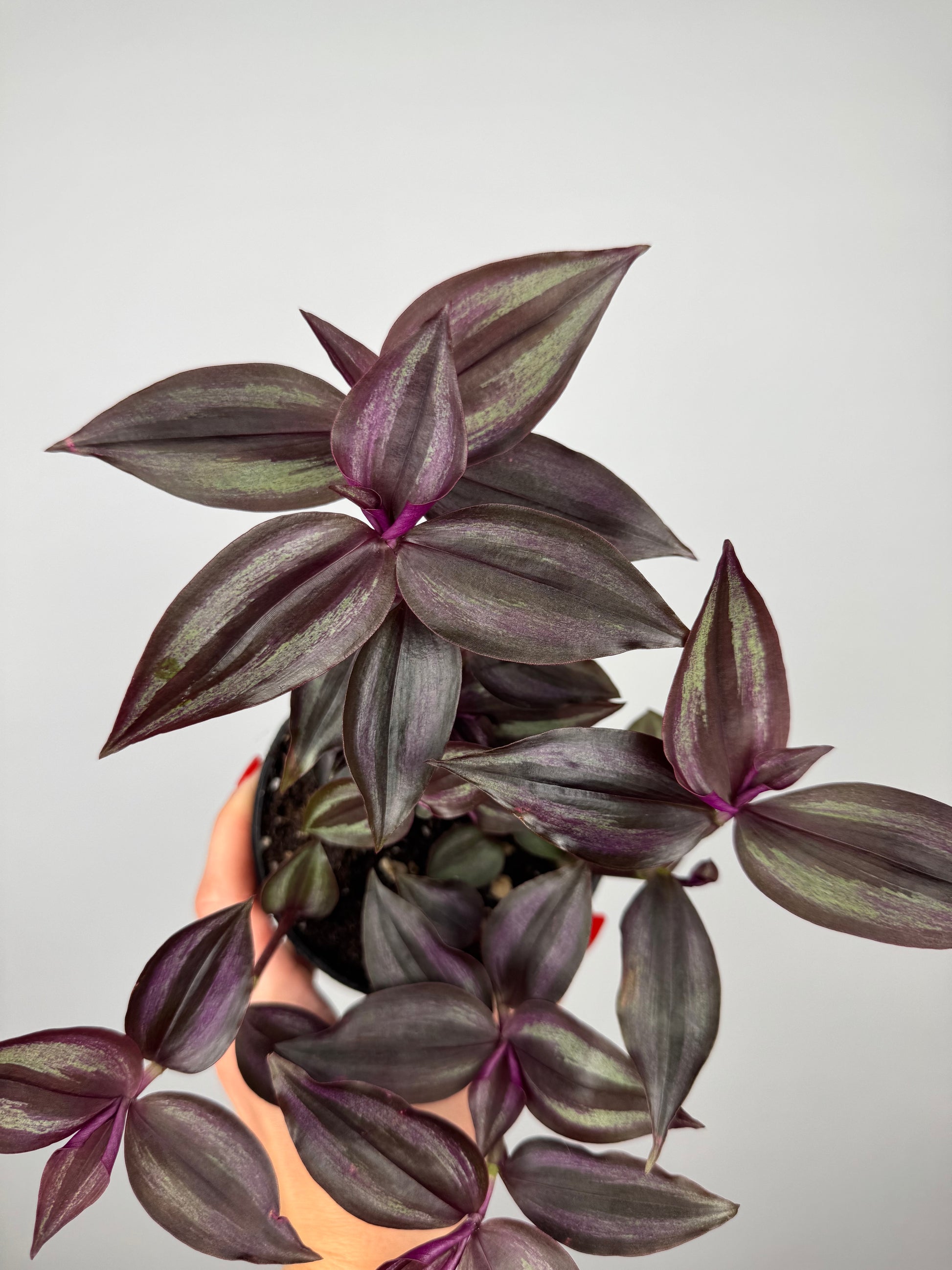 Tradescantia Burgundy