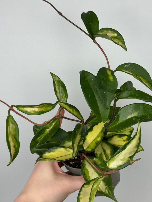 Hoya Tricolor