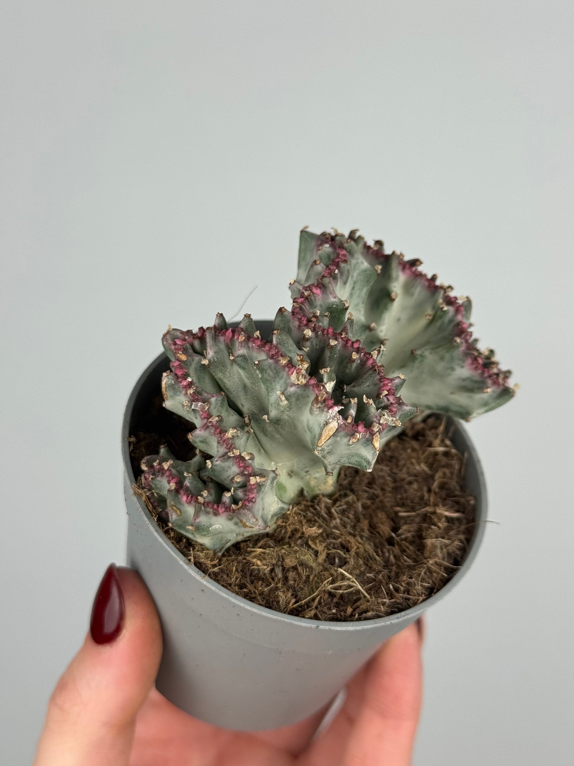 Euphorbia lactea f. crestata variegata