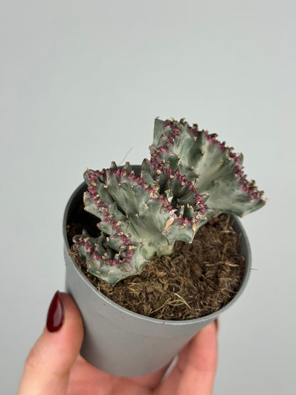 Euphorbia lactea f. crestata variegata