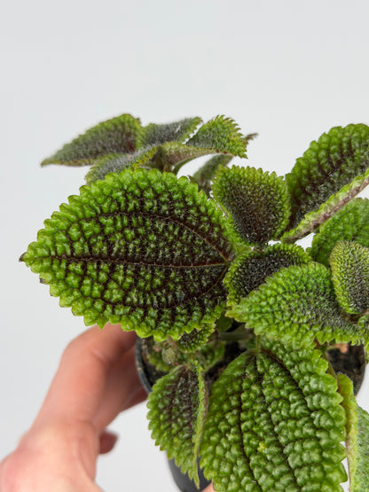 Pilea mollis 'Moon Valley' Pilea Tropical Corner