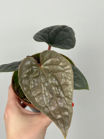 Anthurium Luxurians