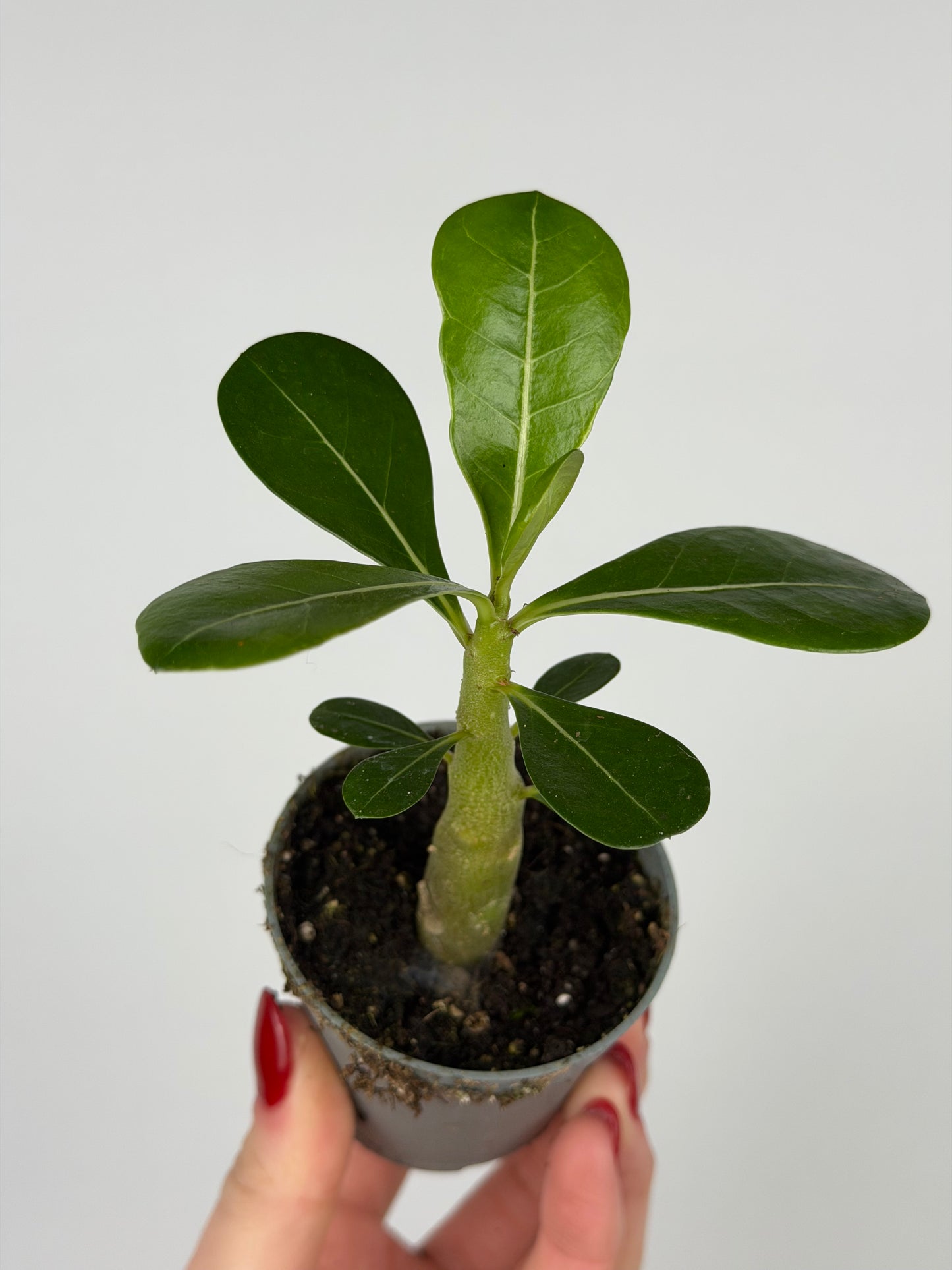 Adenium obesum