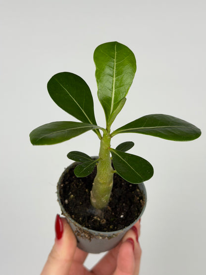 Adenium obesum