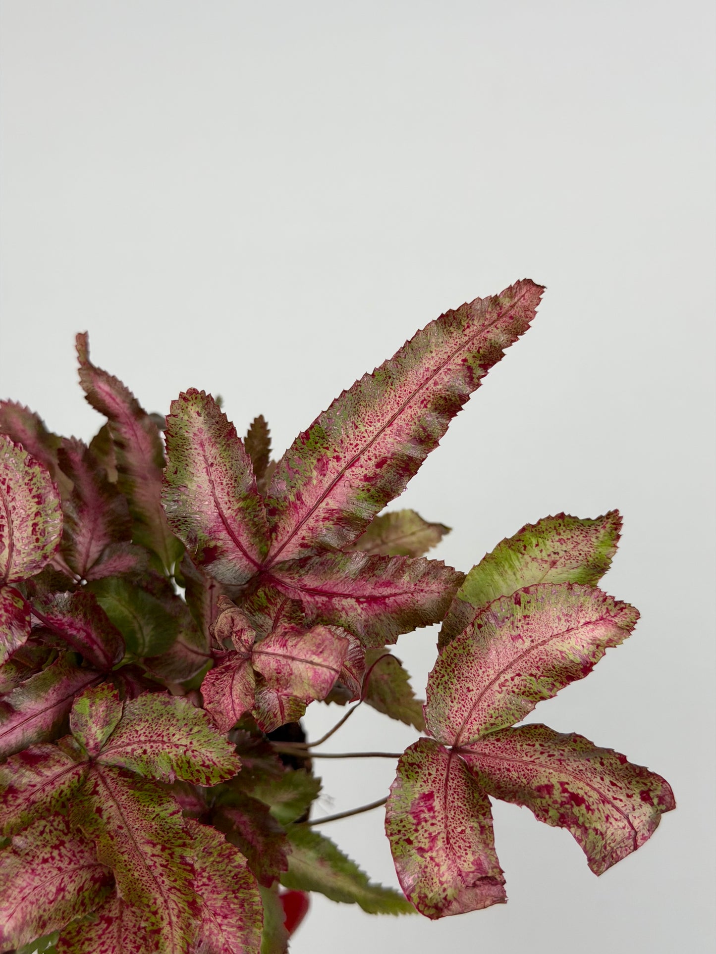 Pteris Cretica Albolineata Make up