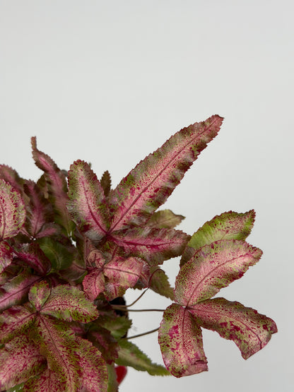 Pteris Cretica Albolineata Make up