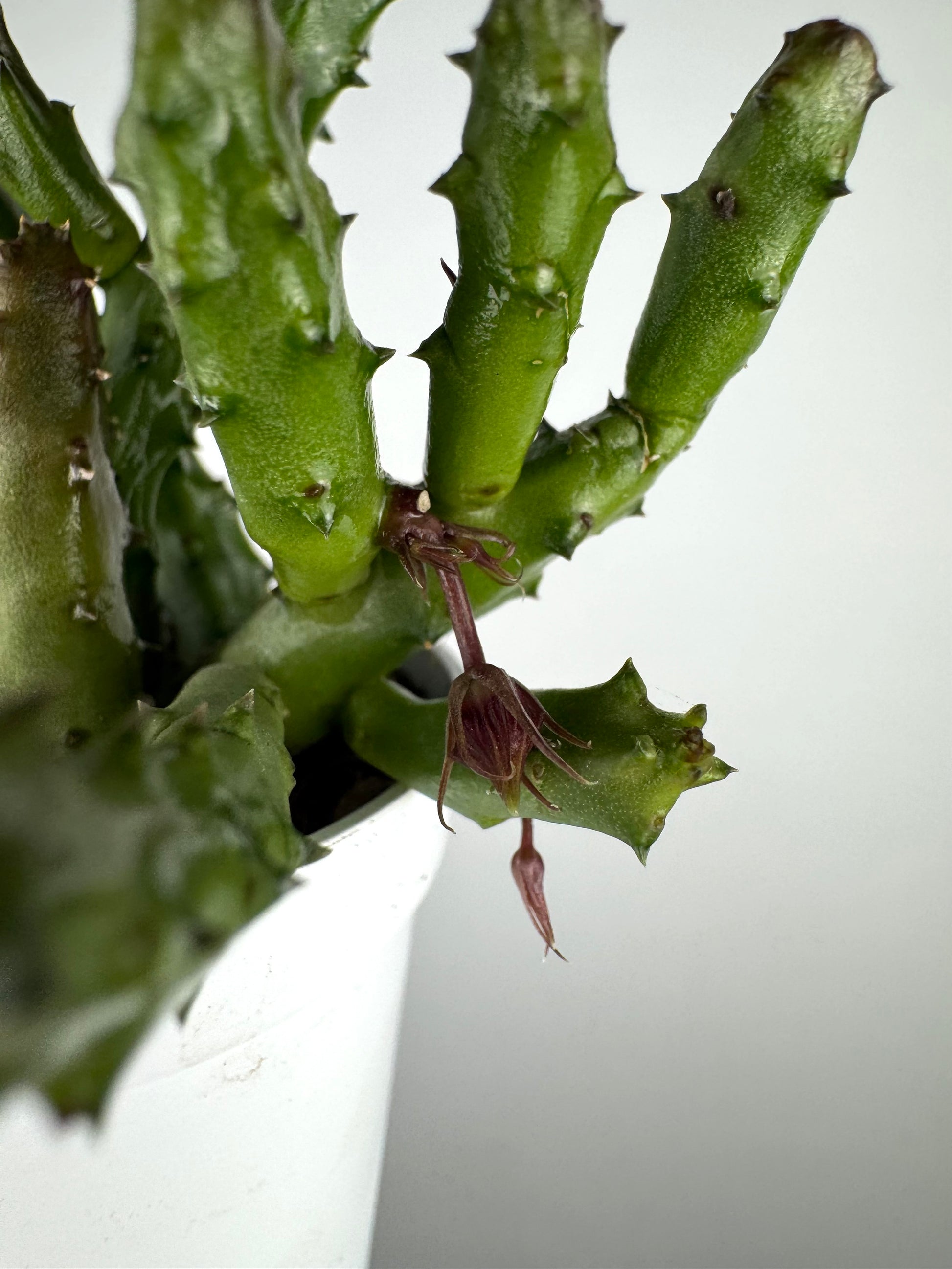 Stapelia Huernia Pendurata