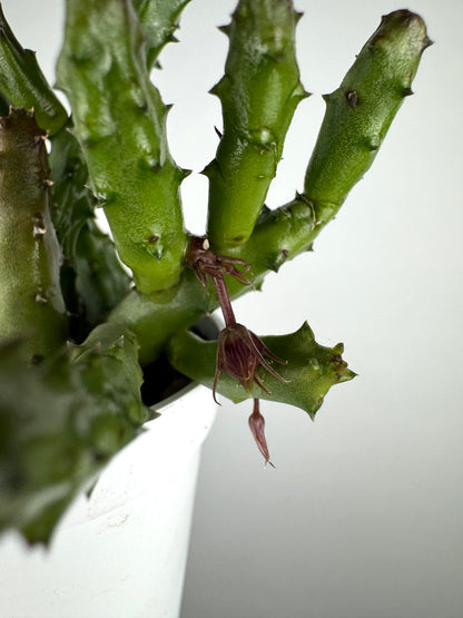 Stapelia Huernia Pendurata