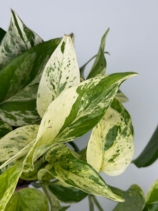 Epipremnum pinnatum Marble Queen Pothos Tropical Corner