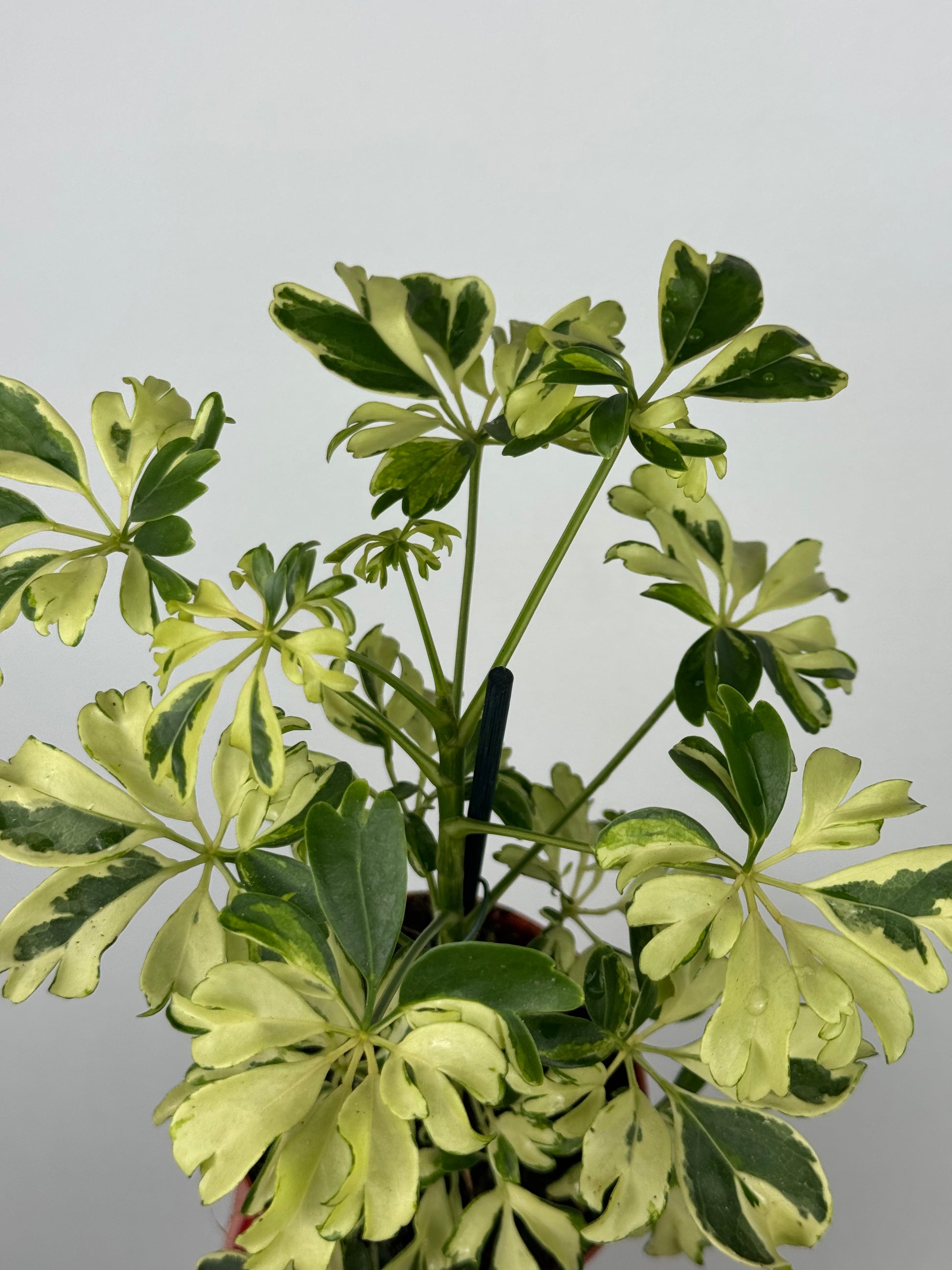 Schefflera arboricola “Janine”