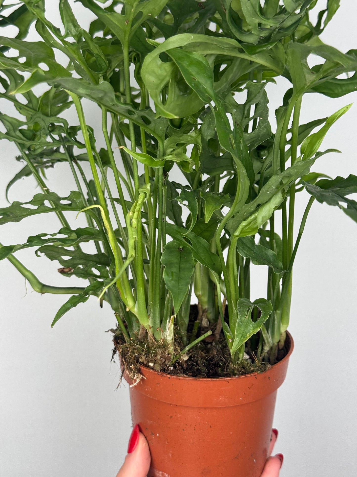 Monstera Obliqua "Perù"