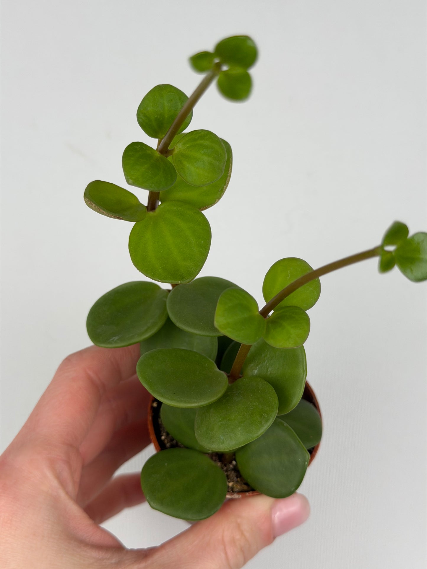 Peperomia tetraphylla 'Hope' Peperomia Tropical Corner