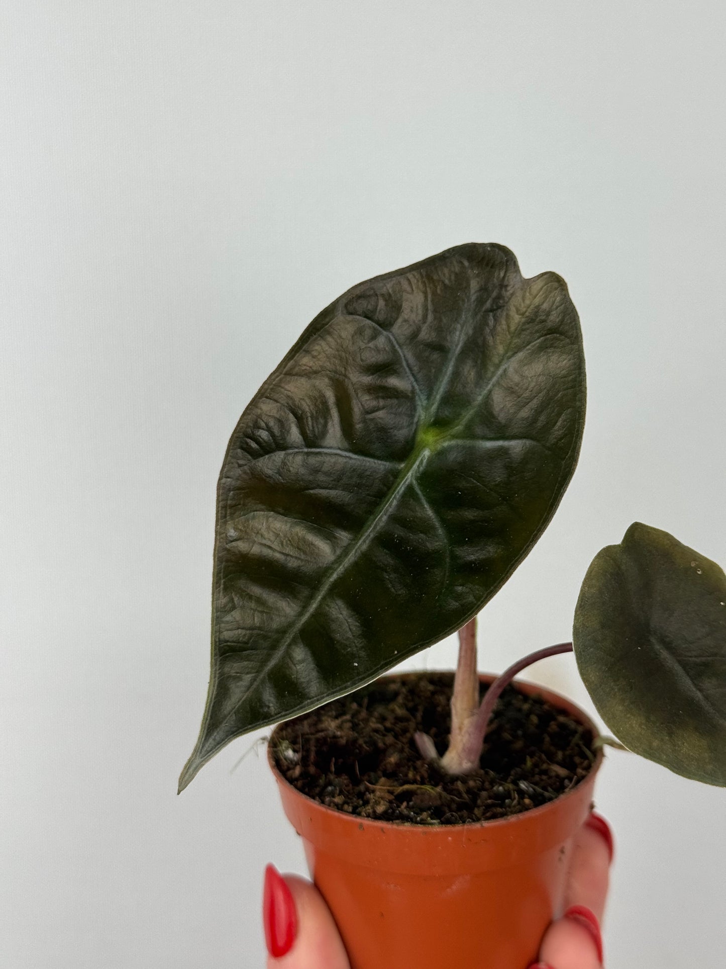 Alocasia Suhirmaniana “Red Petiole”
