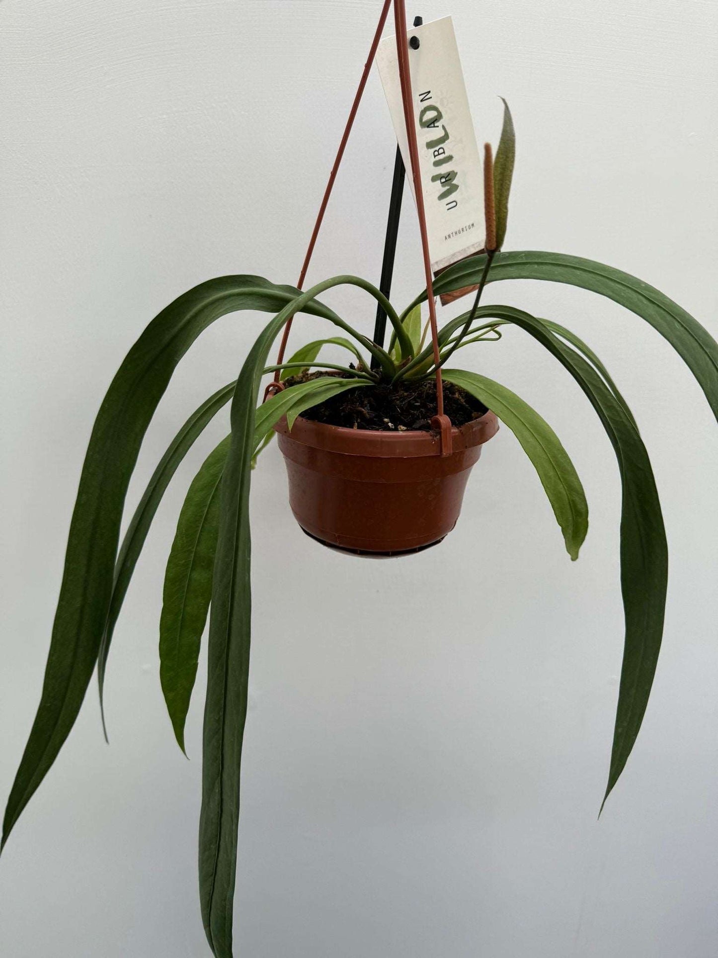 Anthurium Vittarifolium