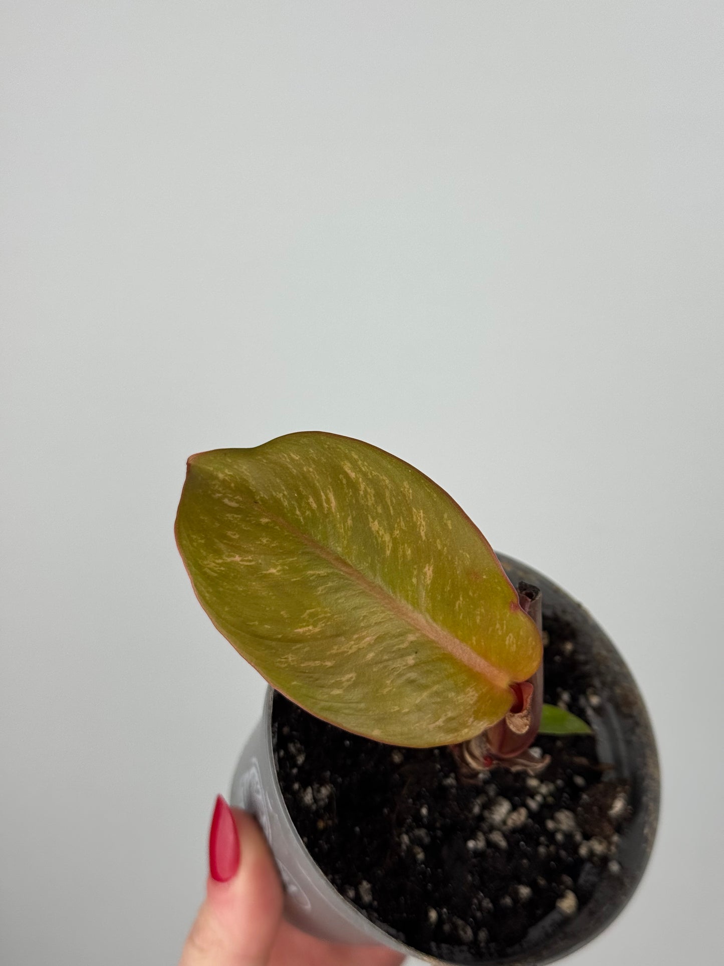 Philodendron “Prince of Orange” | Teo