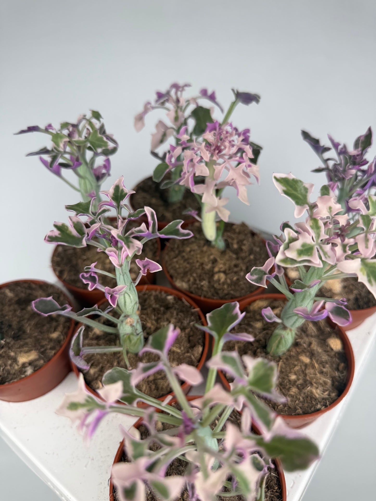 Senecio Articulatus Variegata Tropical Corner