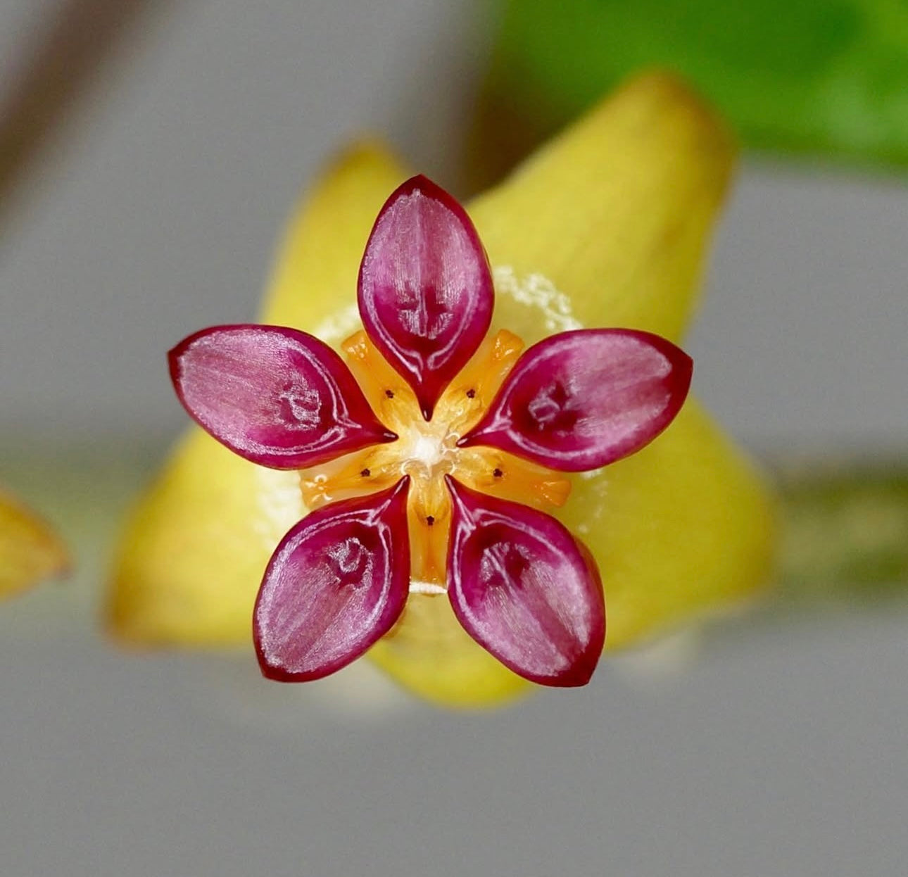 Hoya Soligamiana